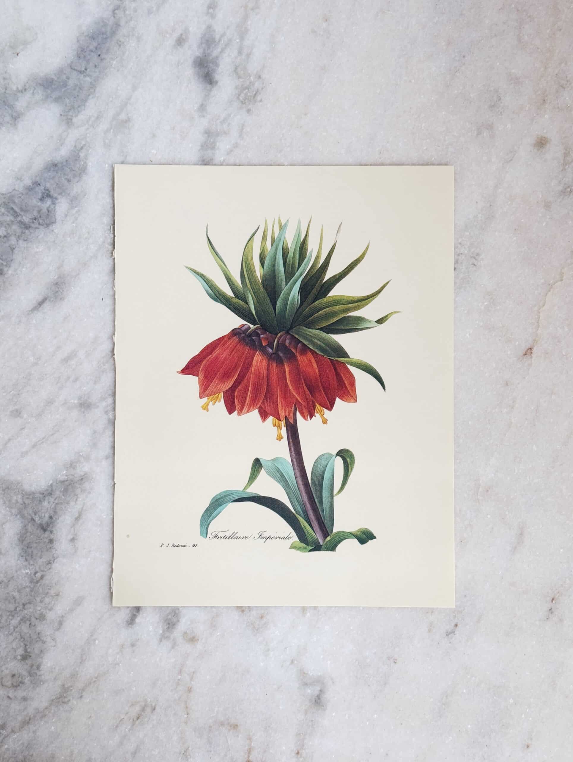 Vintage Floral Print No. 9